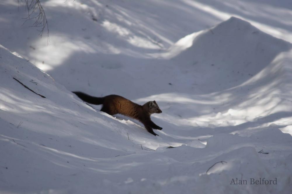 A marten hops down a snowbank in its search for food.