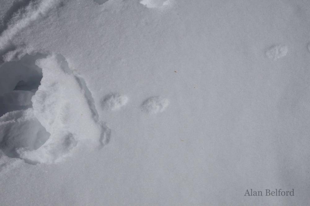 The tracks of American martens are everywhere around the Loj!