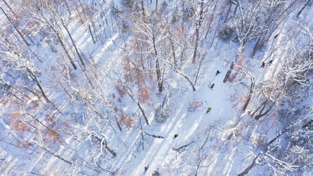 An aerial view of a group of people cross-country skiing down a windy woods trail.