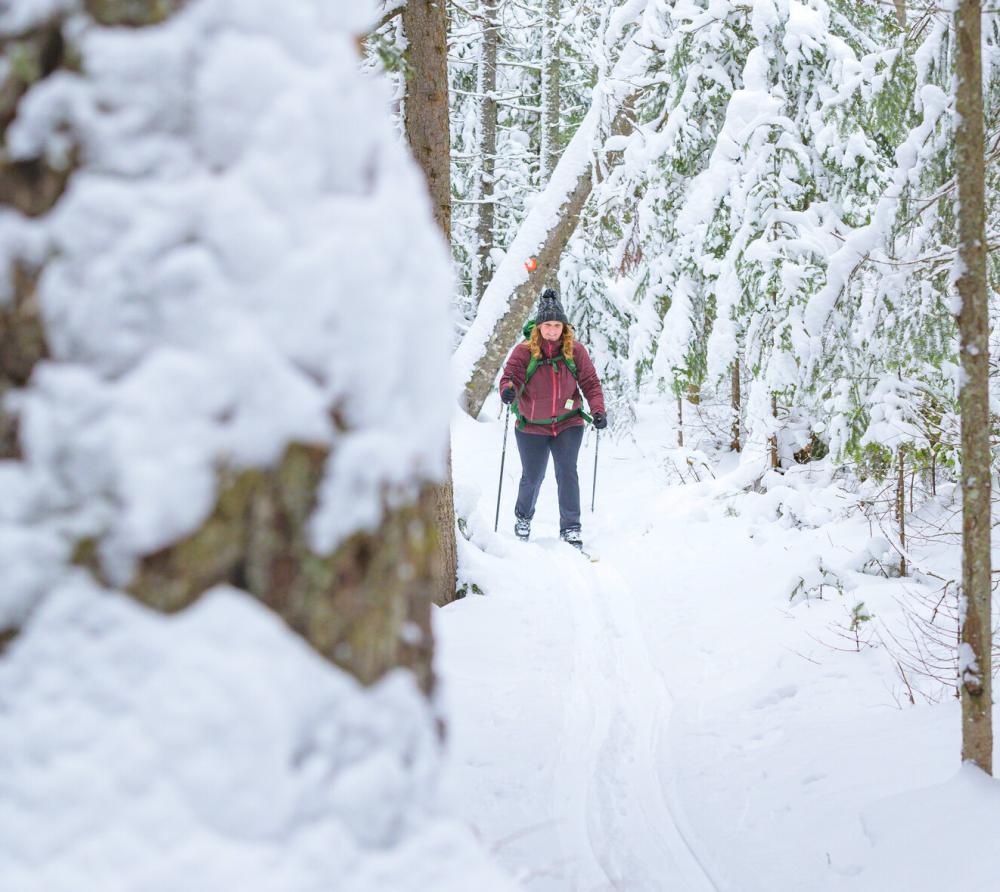 A woman with blonde hair and a maroon coat skis in a snowy forest.