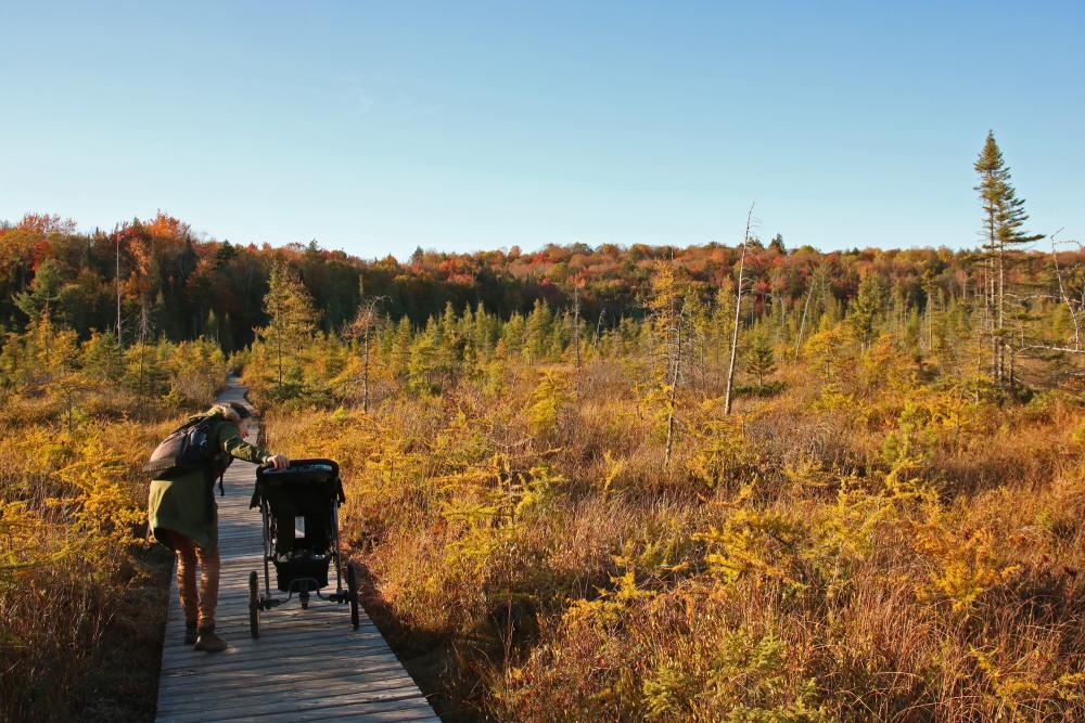 A yellow fall view from a boardwalk in a boreal habitat with conifer trees and fall colors in the background.