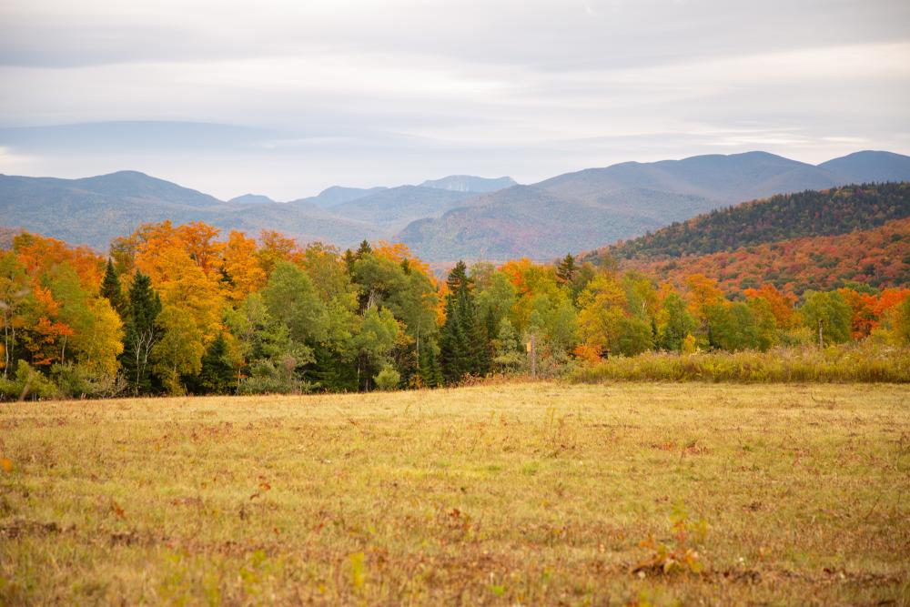 fall foliage amidst a large clearing