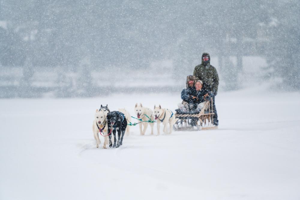 a couple rides on a sled pulled by eight dogs on the lake.
