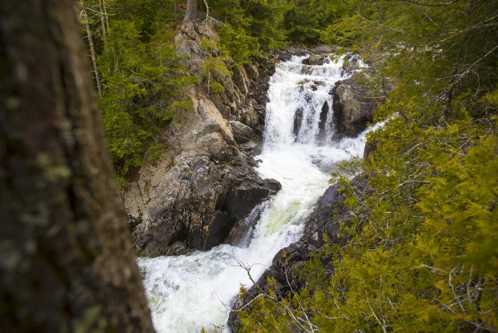 A waterfall surrounded by an evergreen forest.