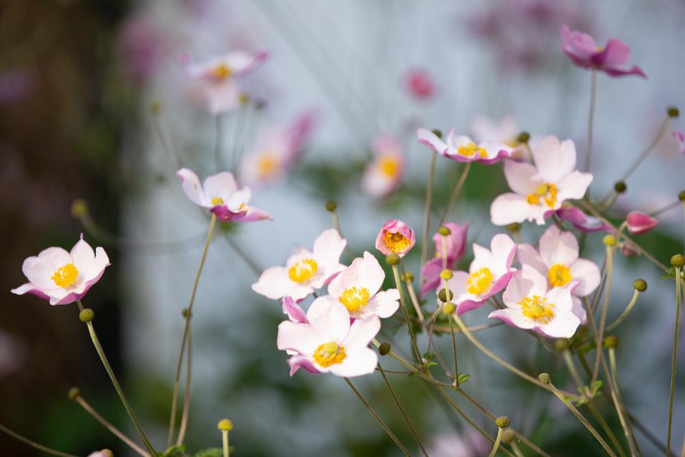 Spring wildflowers bloom a soft pink color