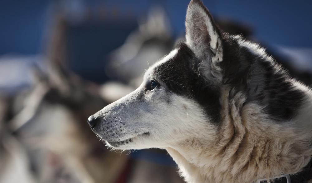 Close up of a husky before taking off on the next sled ride.