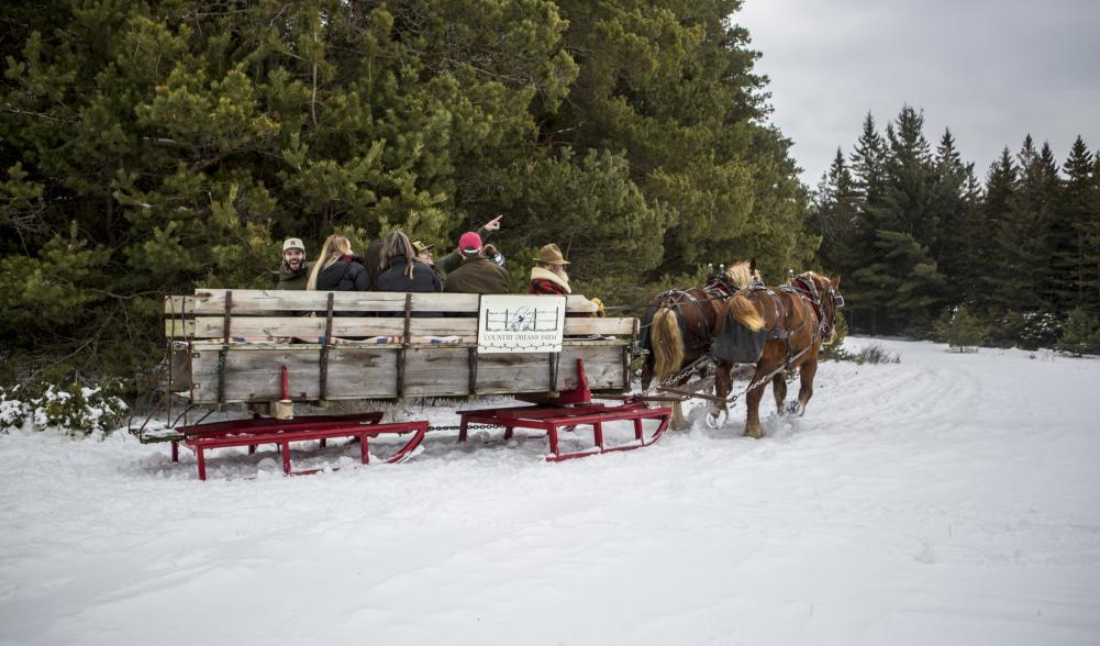 Horses pull a sleigh of passengers near the woods in Lake Placid.