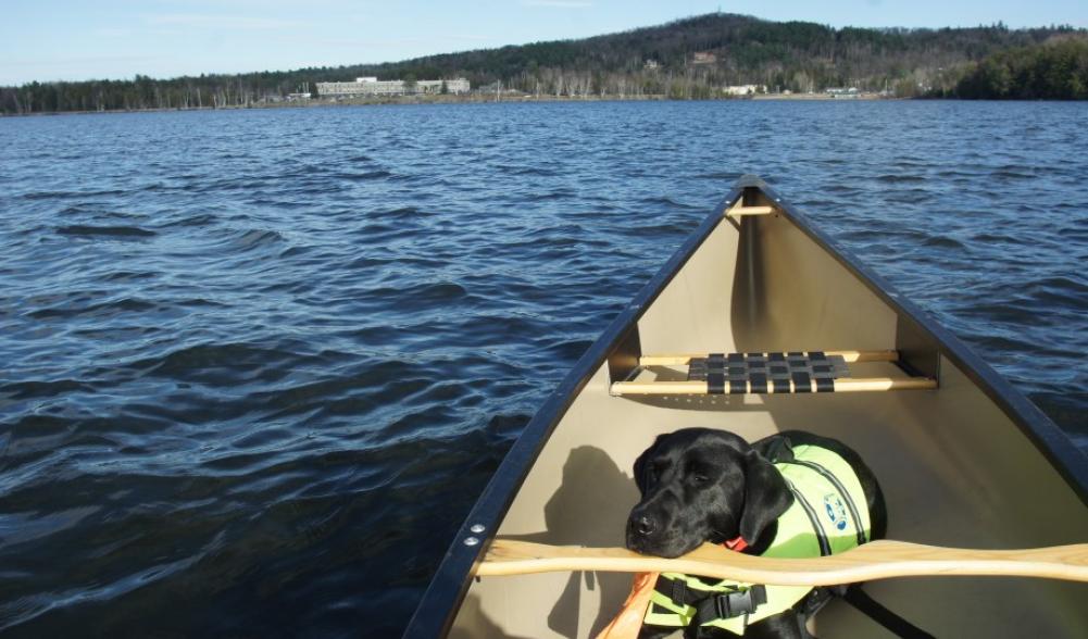 Wren dozes on Lake Colby