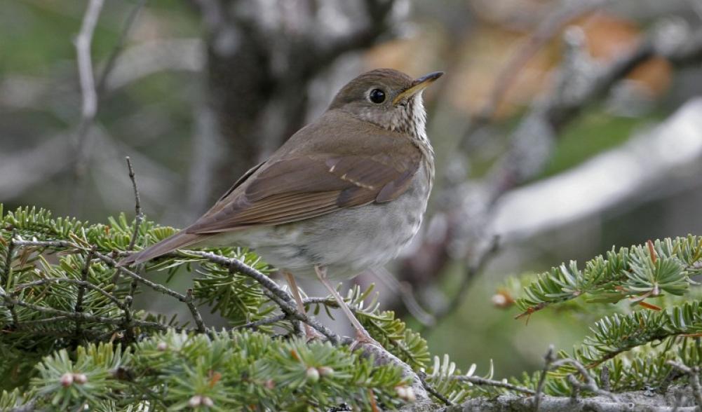 Bicknell's Thrush