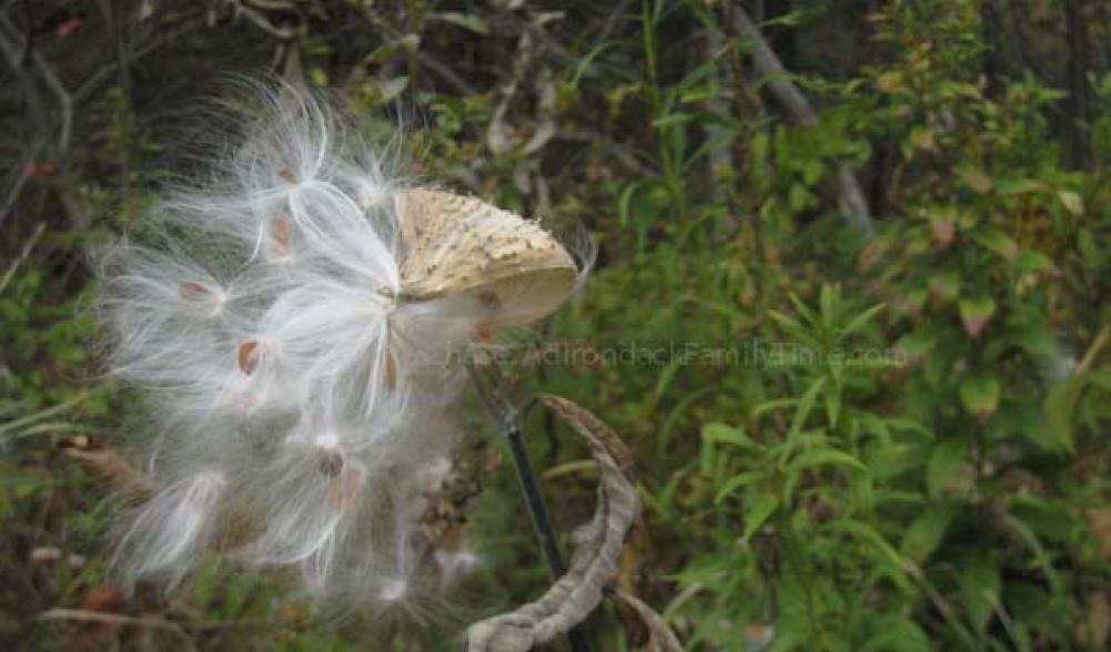 milkweed