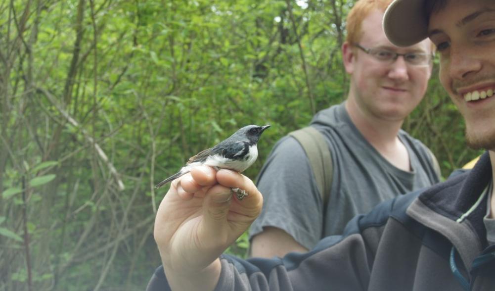 Black-throated Blue Warbler