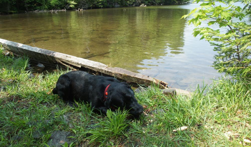 Wren chews a stick on the shore of McKenzie Pond