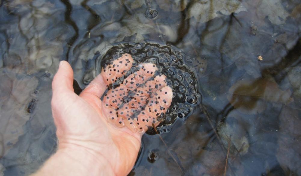 Wood Frog eggs