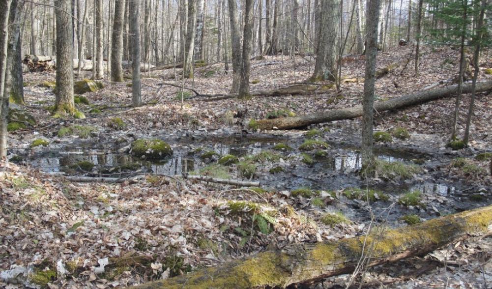 Vernal Pool Haystack Trailhead