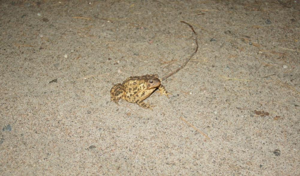 American Toad