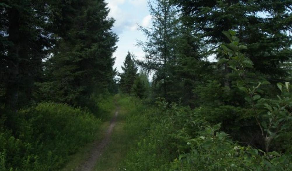 The Bloomingdale Bog Trail