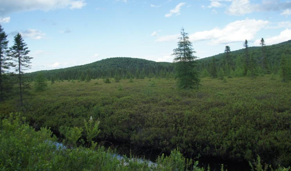 Bloomingdale Bog