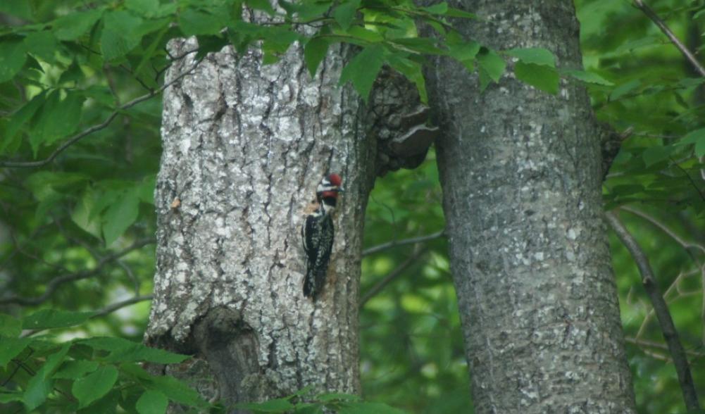 Yellow-bellied Sapsucker Nest hole