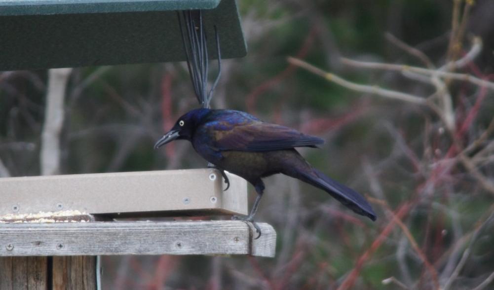 Common Grackle Lake Placid