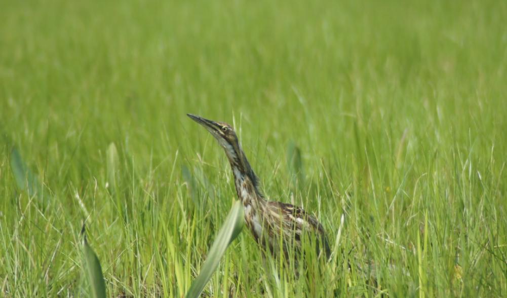 American Bittern Okefenokee Georgia