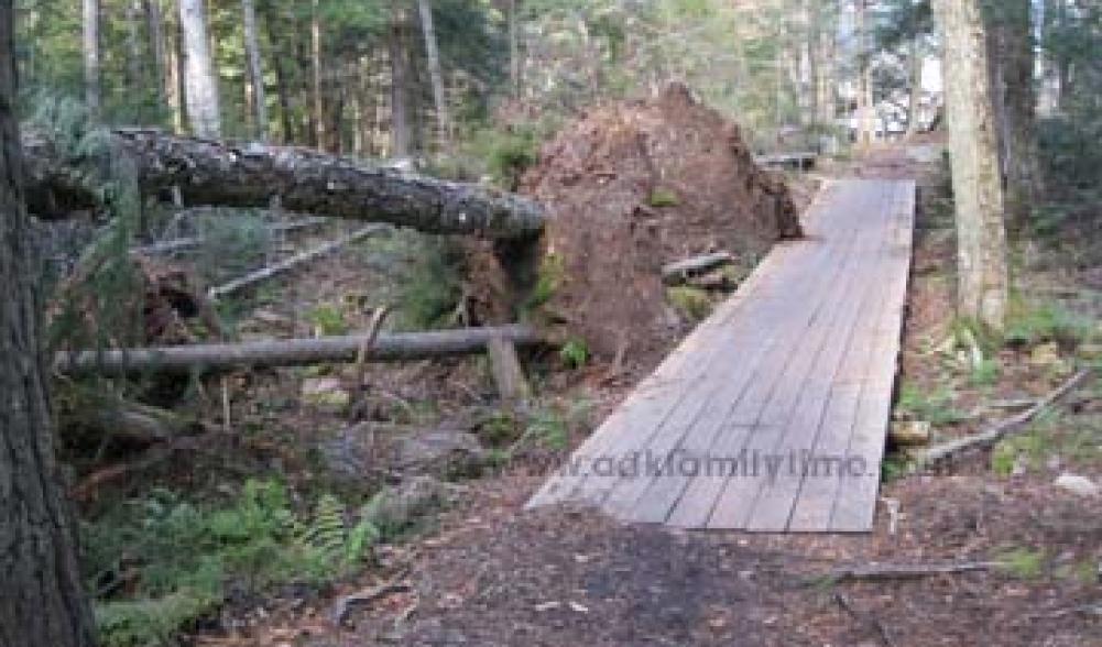 Brewster Peninsula Trees Down