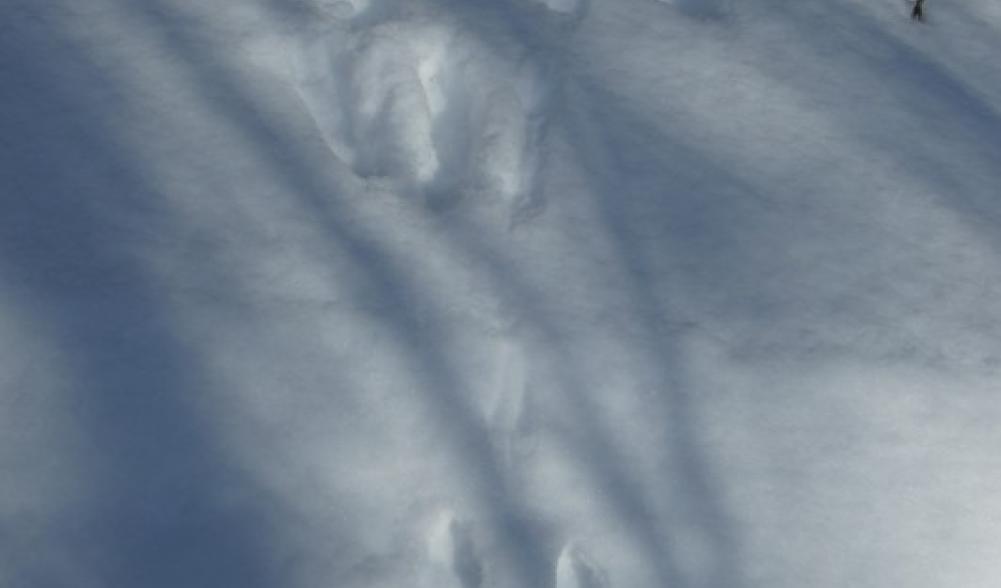 Snowshoe Hare Tracks in the Snow