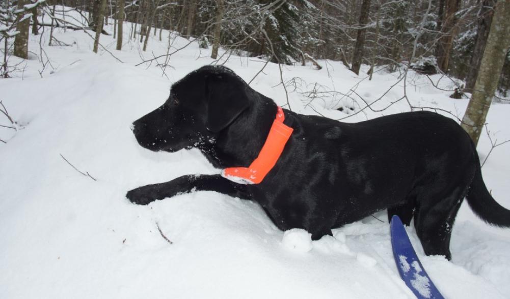 Wren explores the snow