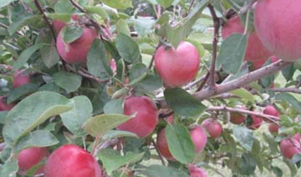 applejacks orchard apple tree