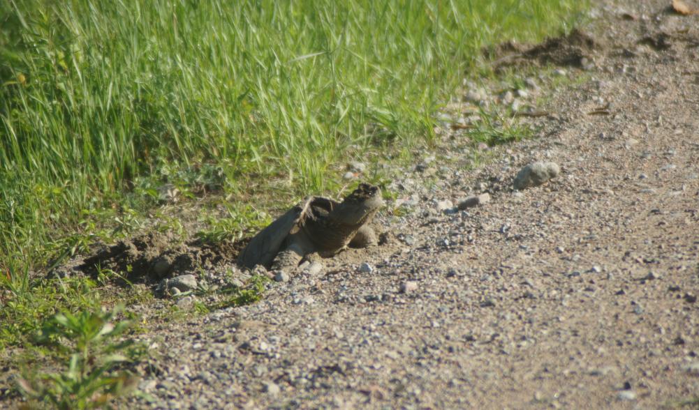 Snapping Turtle laying eggs