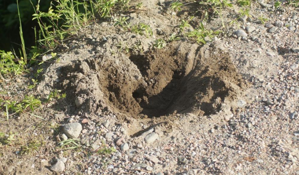 Turtle nest hole