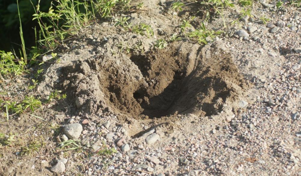 Turtle nest hole