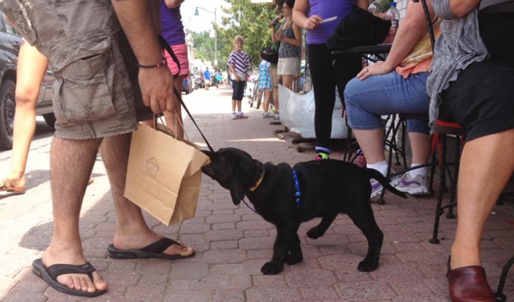 Puppy shopping Main St