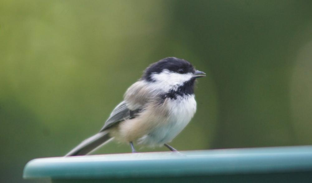 Black-capped chickadee