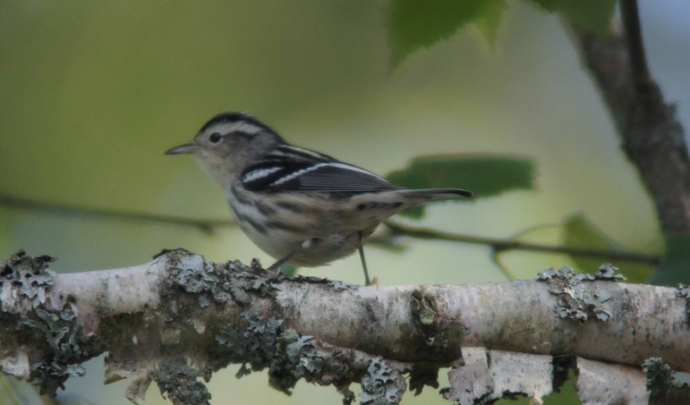 Black and white warbler