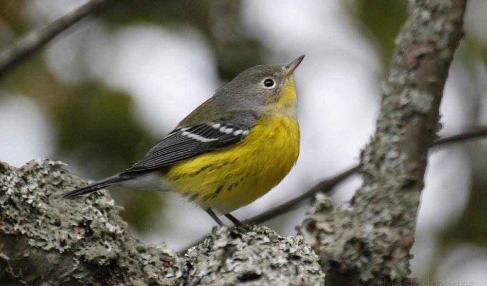 Magnolia warbler