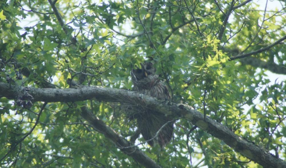 Barred owl - Ocala NF