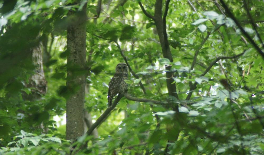 Baby Barred owl - St. Regis Mt.