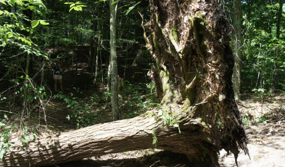 Tipped up tree - St. Regis Mt.