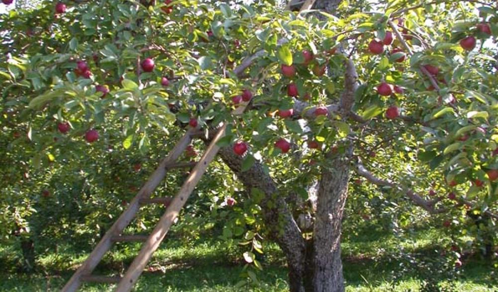 apples at Banker's Orchard