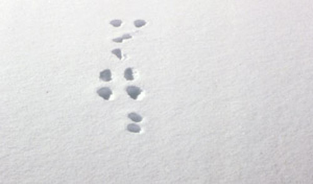 Snowshoe hare tracks, Lake Placid region