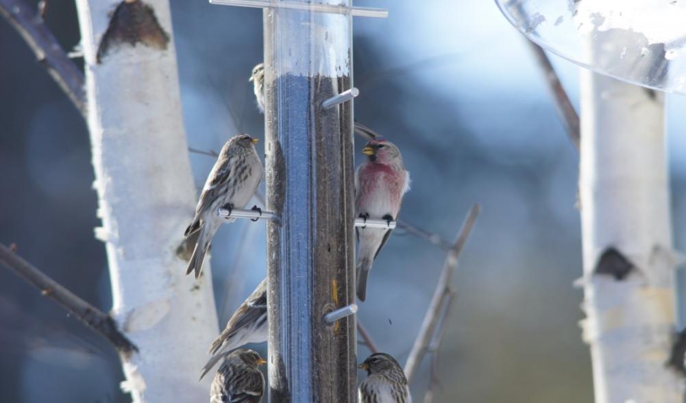 redpolls feeder