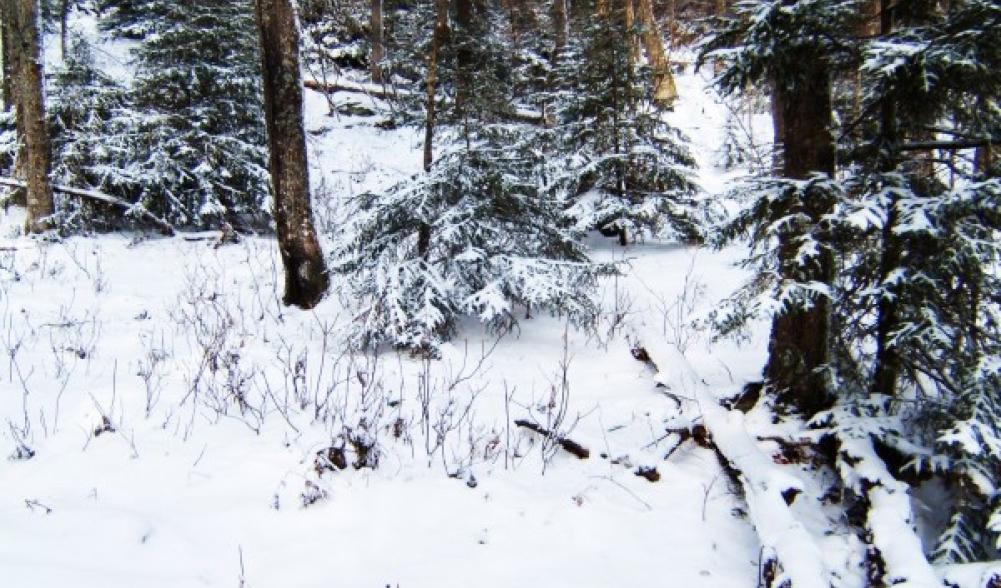 Open Forest in the Col