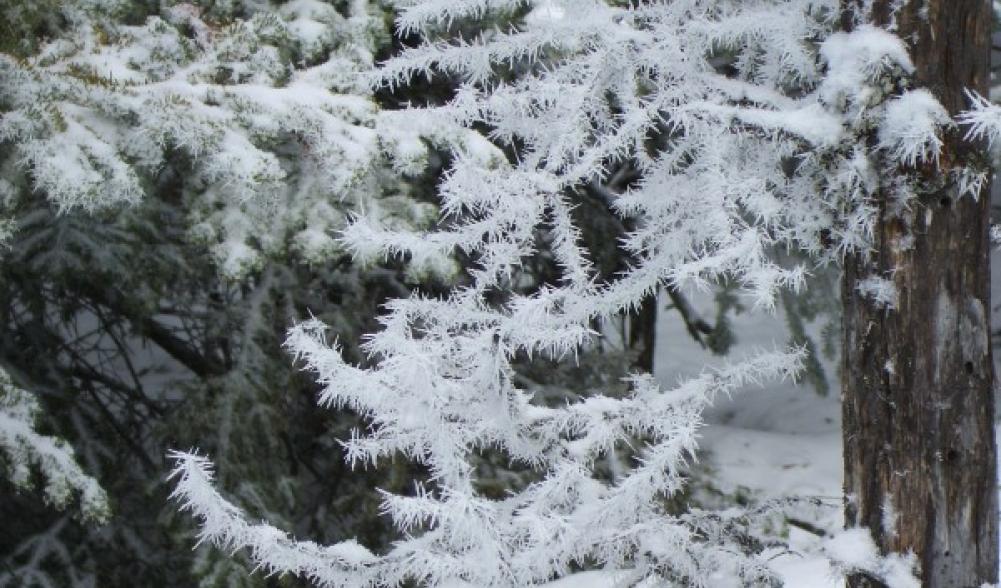 Snow Formations on the trees