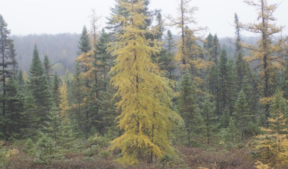 Tamarack - Bloomingdale bog