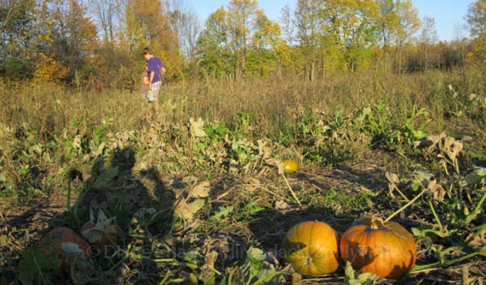 pumpkin patch