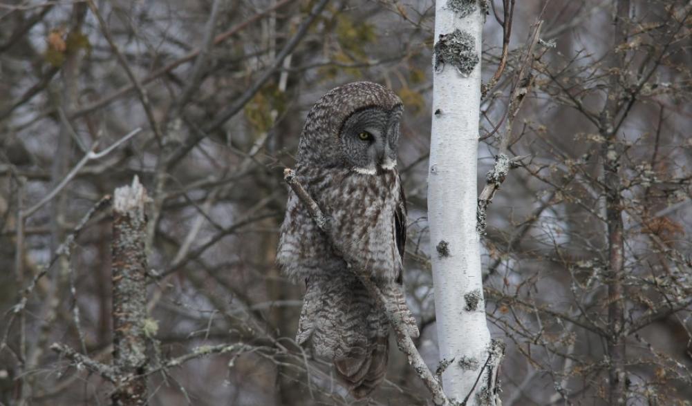 great gray owl