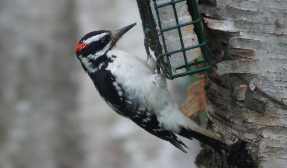 Hairy Woodpecker