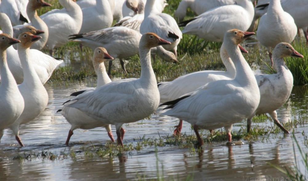 Snow Geese - Larry