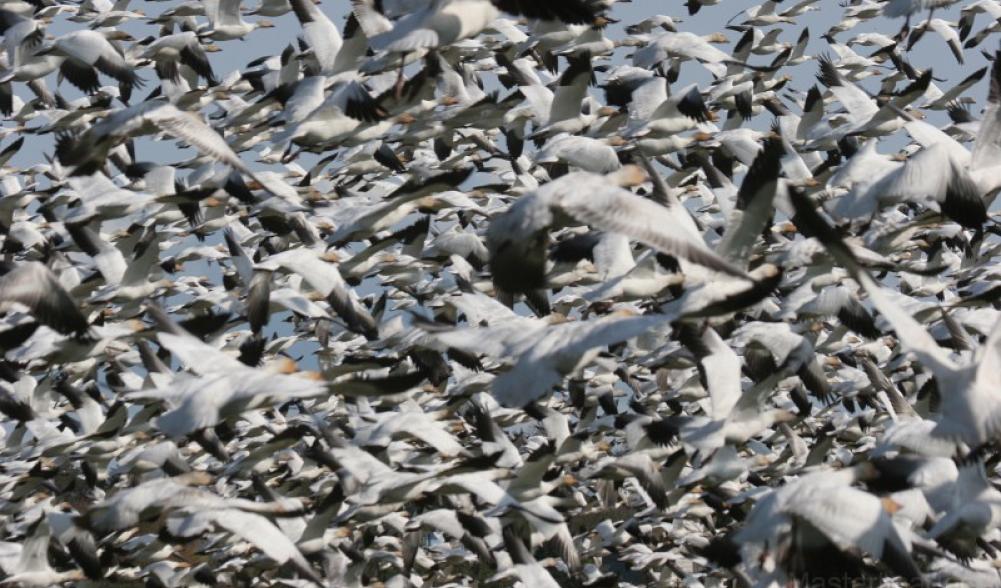 Larry Snow Geese 2