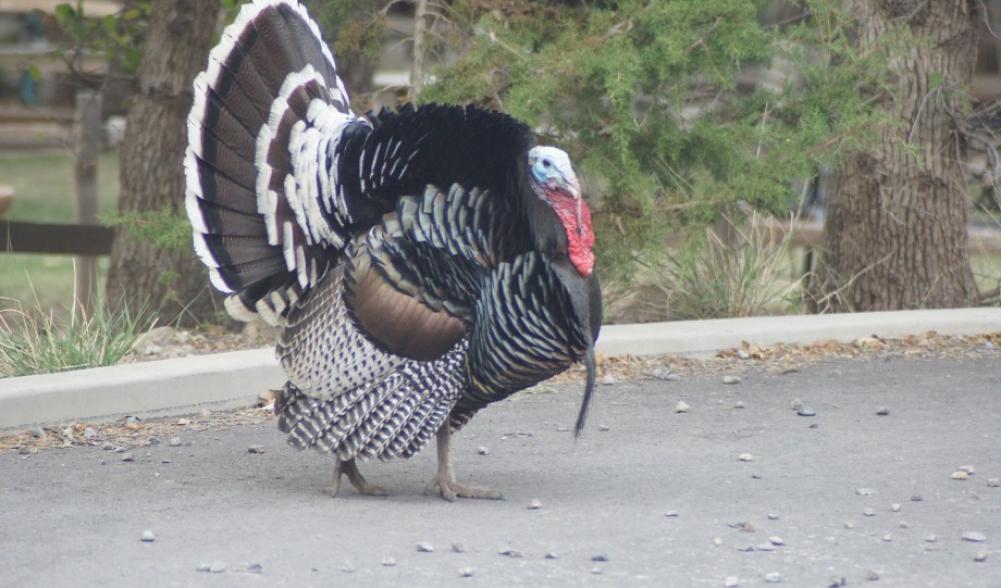 Ramsey Canyon turkey